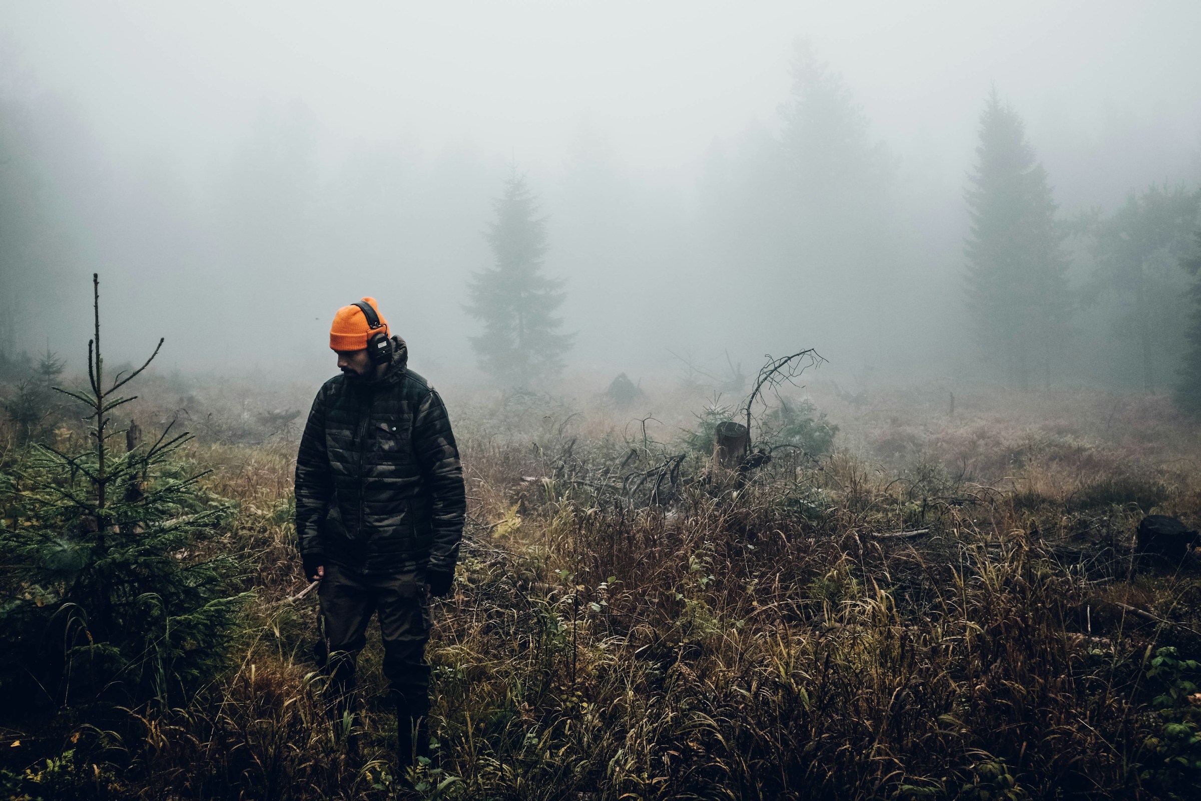 Forest background